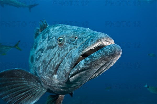 Potato Grouper