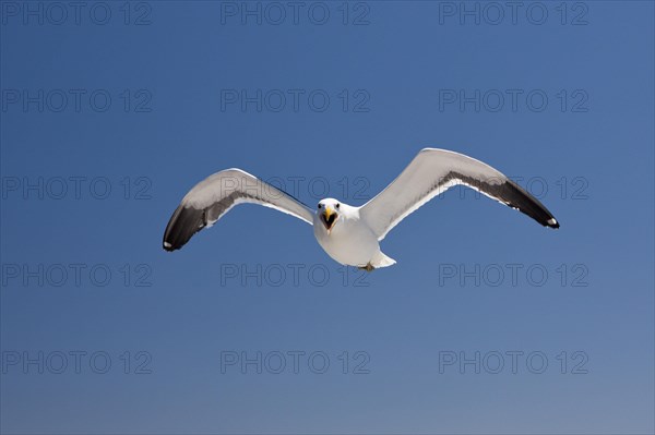 Kelp Gull