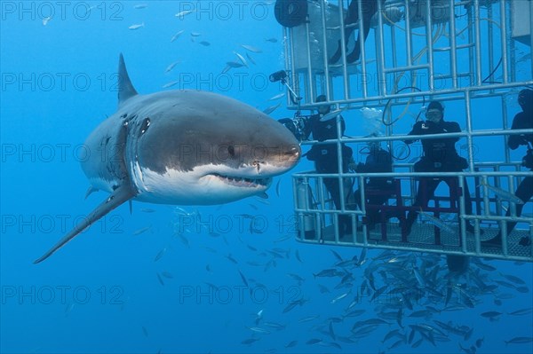 Cage diving with great white shark