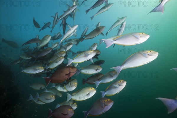 Shoal of grey surgeonfish