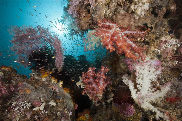 Reef with soft corals