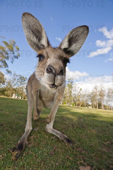 Eastern giant grey kangaroo