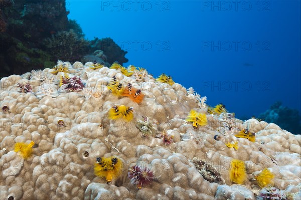 Christmas tree worm