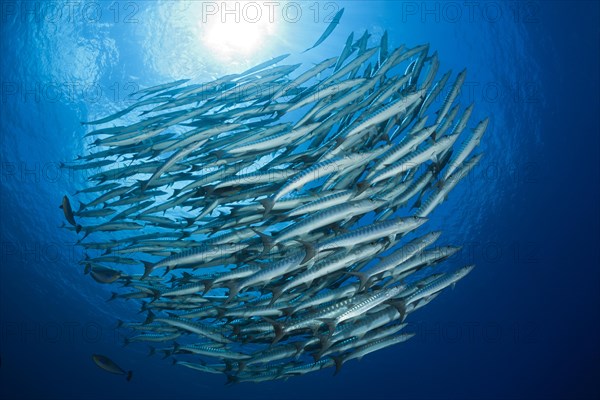 Shoal of darkfin barracudas