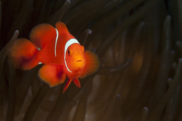 Spiny anemonefish