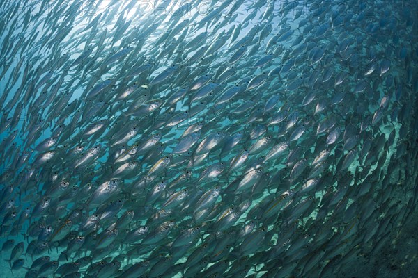 Shoal of ox-eye mackerel