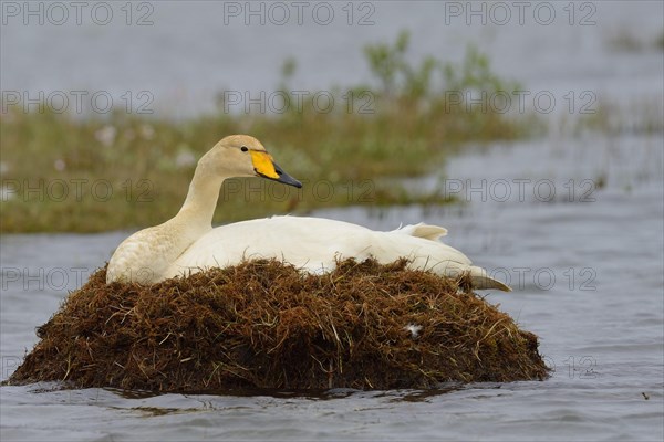 Whooper swan