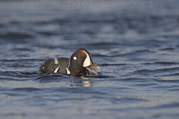 Harlequin duck