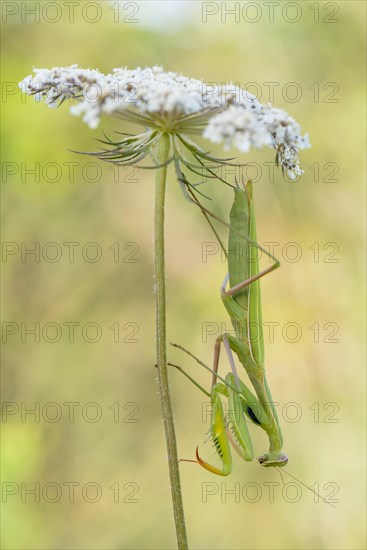 Praying mantis