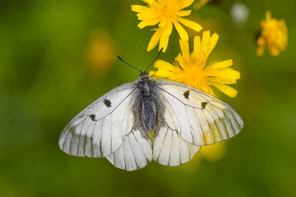 Male Black Apollo