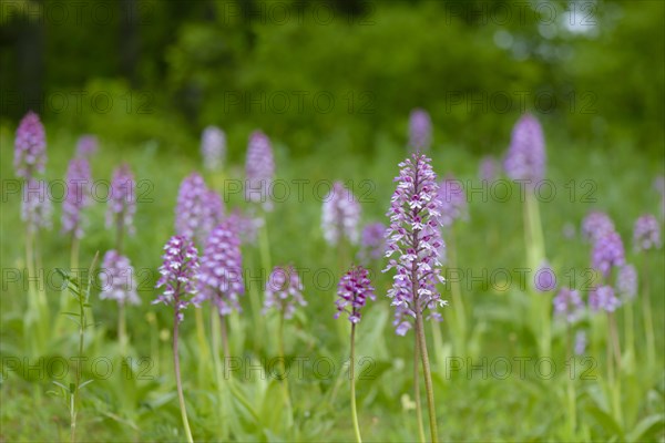 Northern marsh-orchid