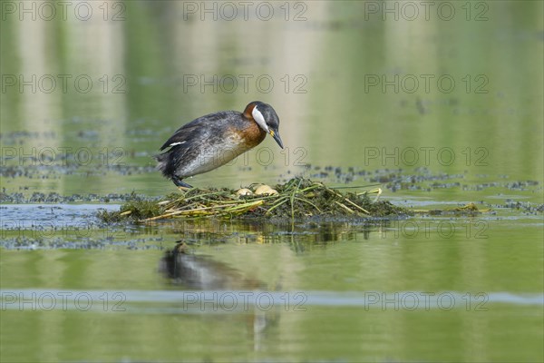 Red-necked grebe