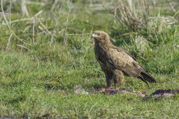 Male Lesser spotted eagle