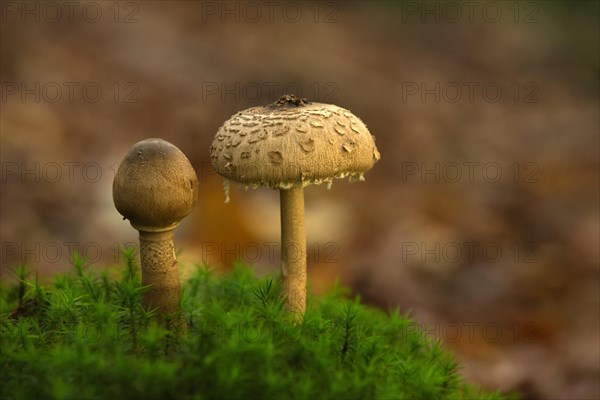 Shaggy parasol