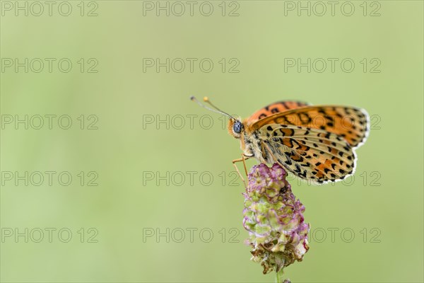 Spotted fritillary