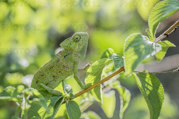 Mediterranean chameleon