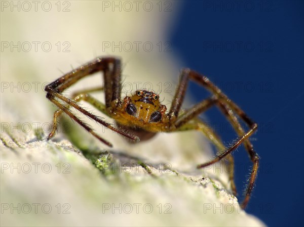 Green crab spider