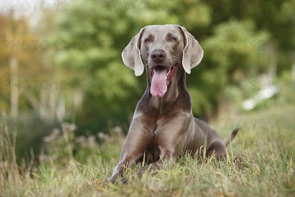 Weimaraner