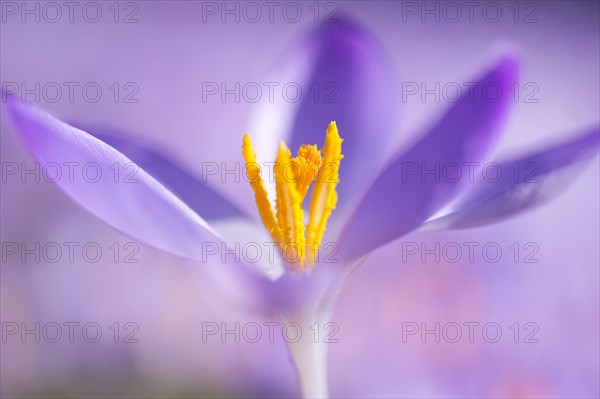 Close-up of a spring crocus