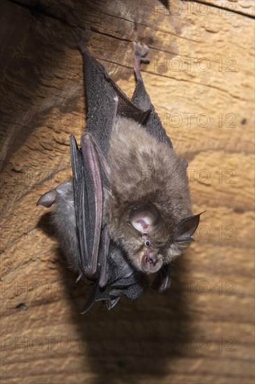 Lesser horseshoe bat