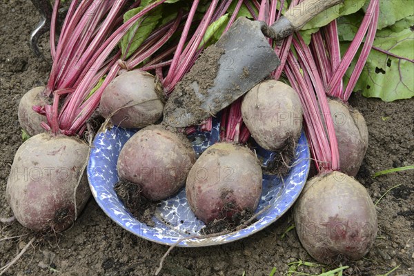 Beetroot