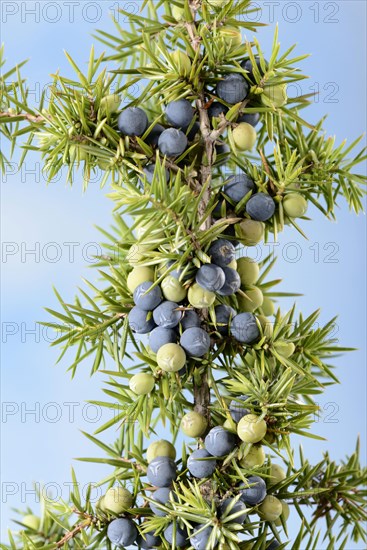 Juniper berries