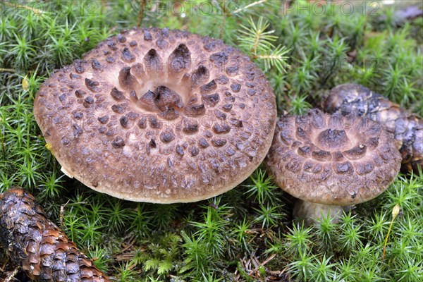 Shingled hedgehog