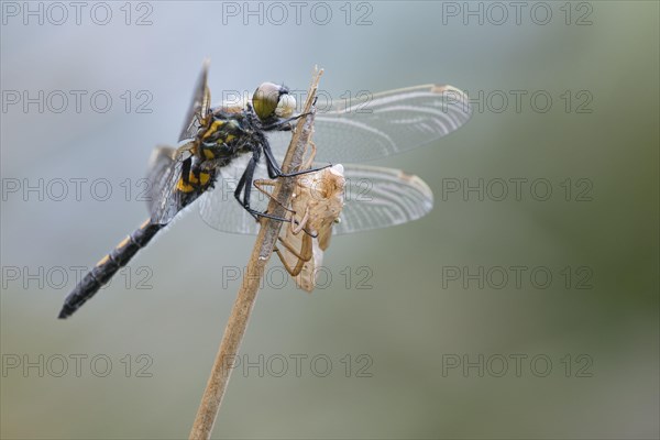 Black Darter