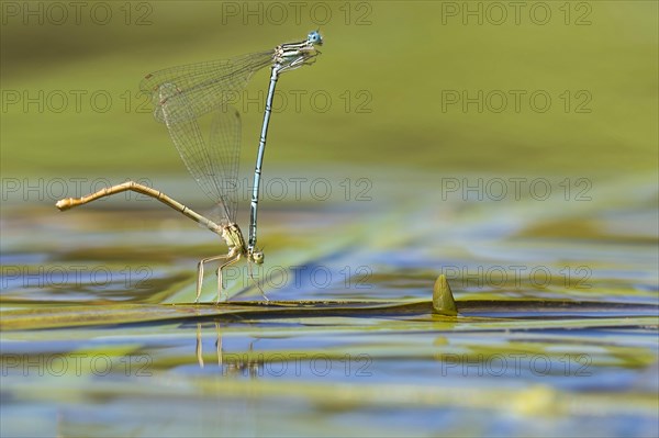 White-legged damselfly
