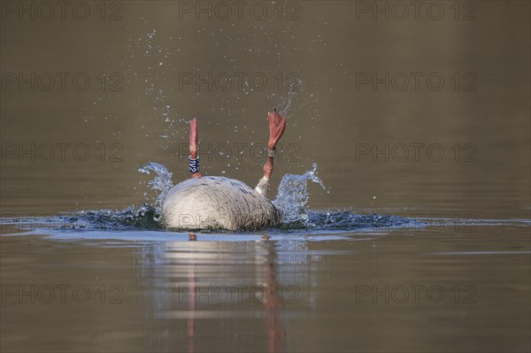 Greylag goose