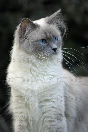 Ragdoll cat