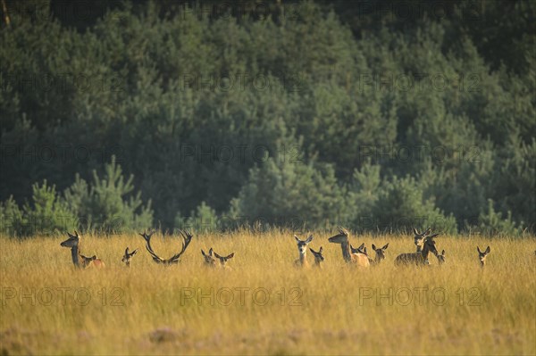 Red deer