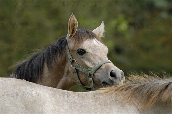 Arabian thoroughbred