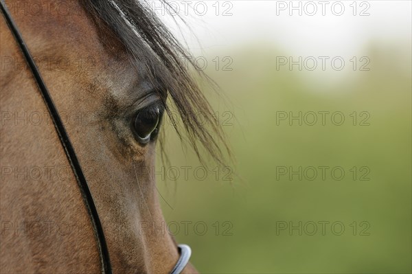 Arabian thoroughbred