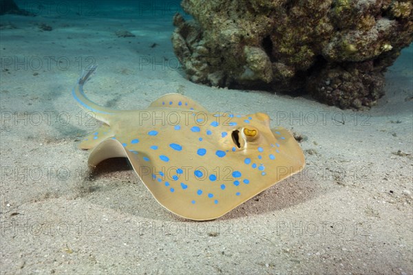 Bluespotted ribbontail ray