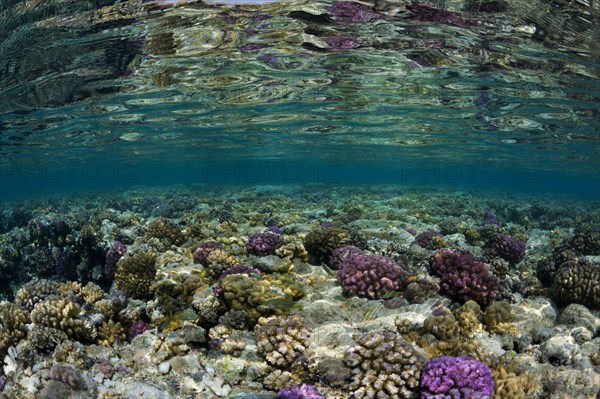 Corals on reef top