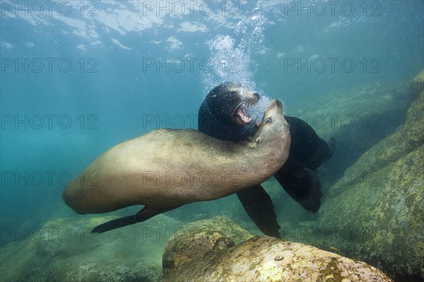 California sea lions