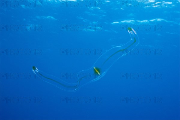 Venus belt ribbed jellyfish