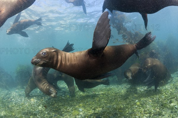 California sea lions