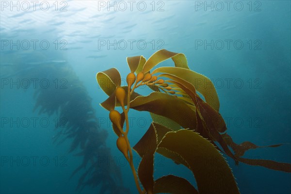 Kelp Forest Giant Kelp