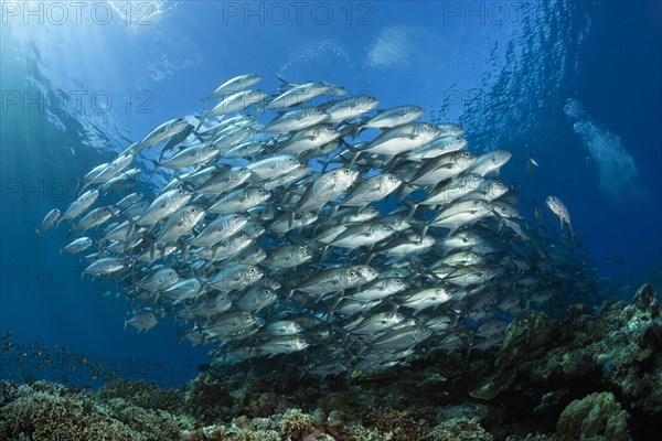 Shoal of bigeye spiny dogfish