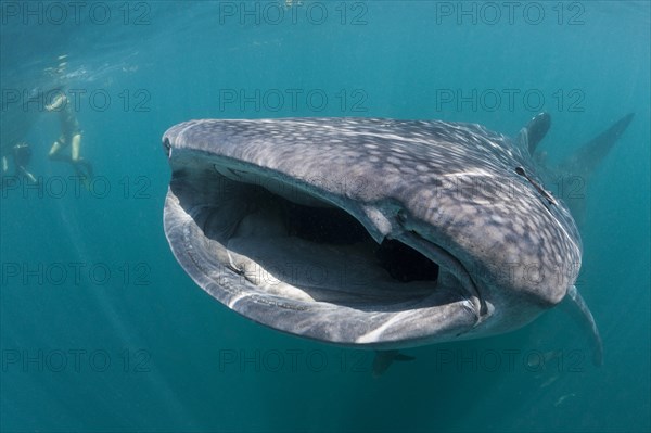 Whale shark