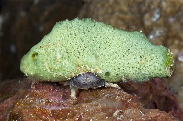 Small sponge crab