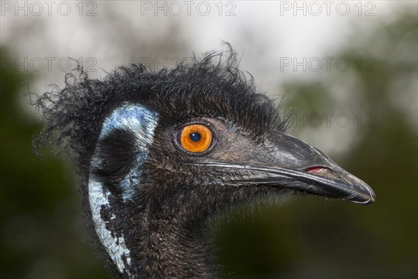 Head of an emu