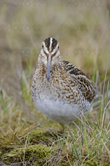 Common Common snipe