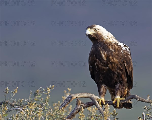 Spanish imperial eagle