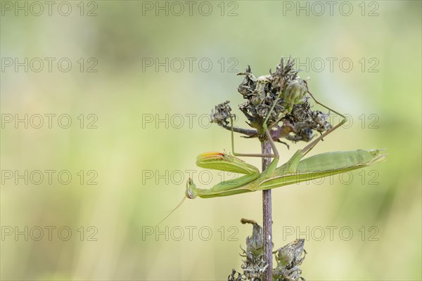 Praying mantis