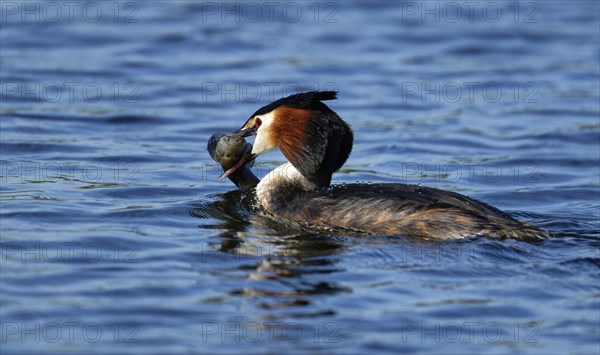 Great crested grebe