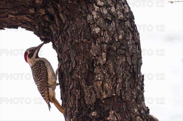 Bennett's woodpecker