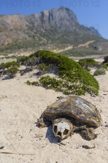 Loggerhead sea turtle